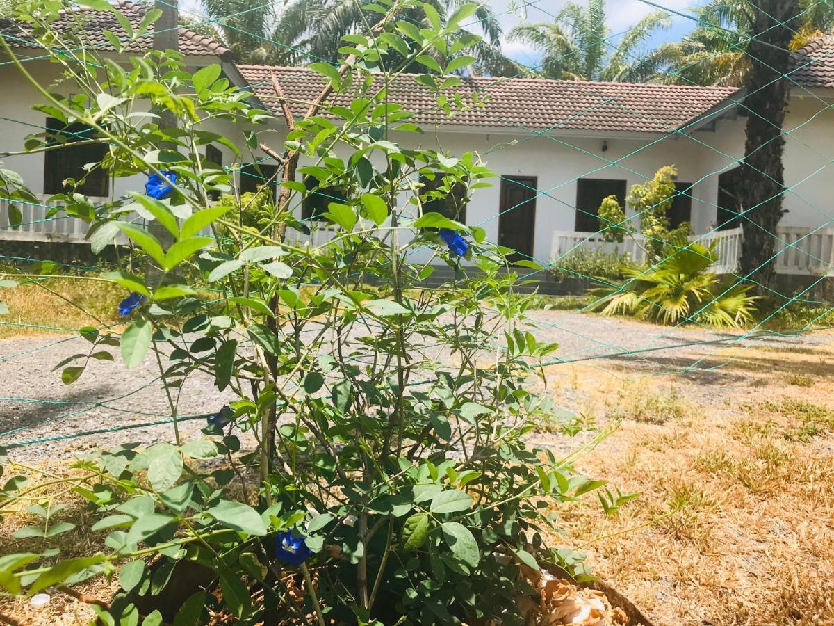 Palm Garden House Quang Tri Exterior foto